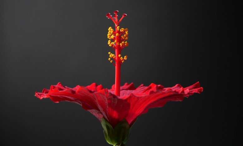 hibiscus, red, flower background