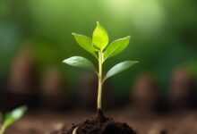 ai generated, sapling, seedling