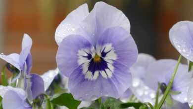 flower, beautiful flowers, pansy