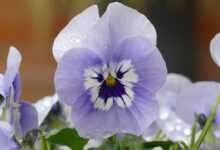 flower, pansy, botany
