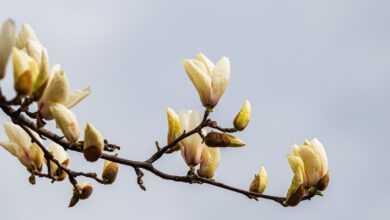 magnolia, flowers, white flowers