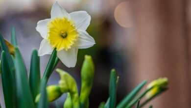 daffodil, beautiful flowers, narcissus