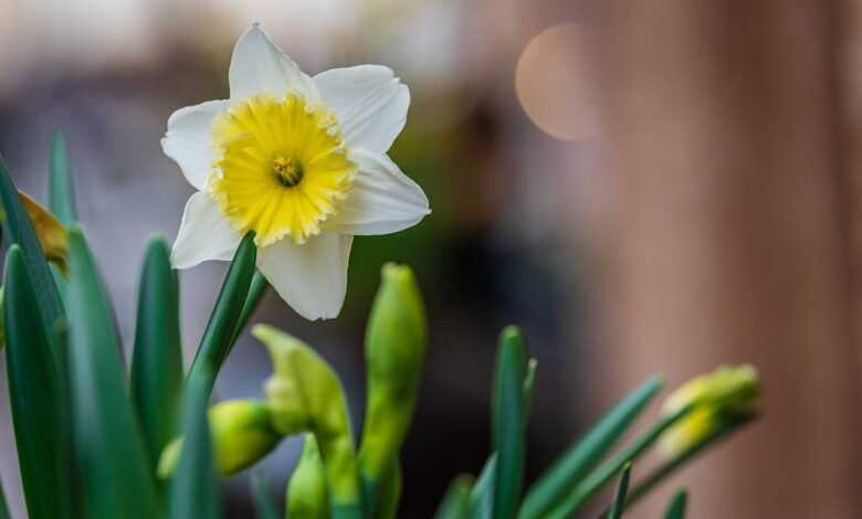 daffodil, beautiful flowers, narcissus