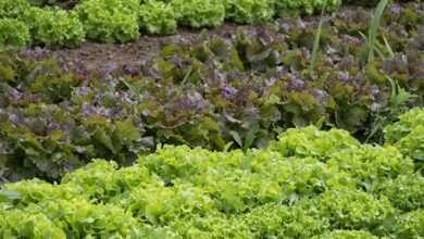 vegetables, gardener, vegetable garden