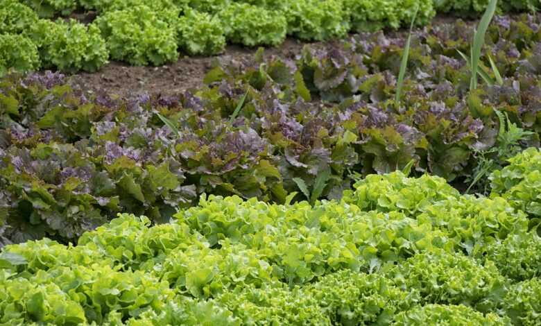 vegetables, gardener, vegetable garden