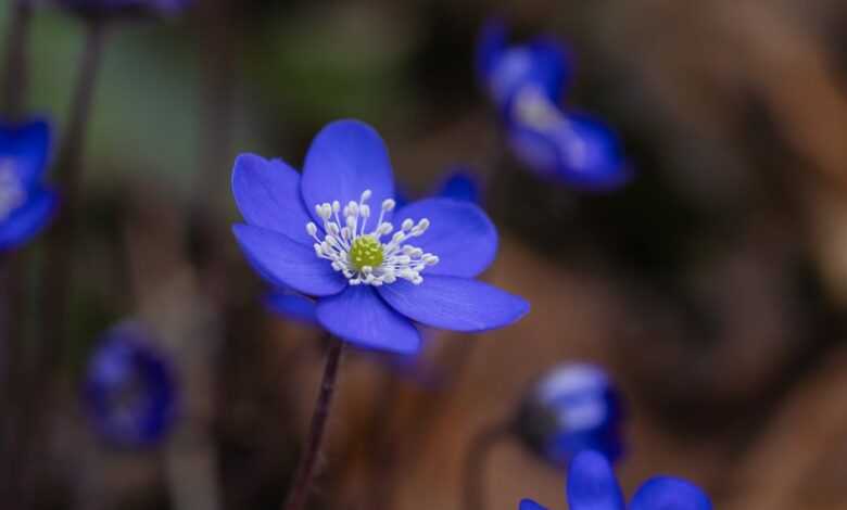 liverworts, liverflower, early bloomer, spring, flower, purple, close up, violet, blooms, blossom, beautiful flowers, bloom, flower wallpaper, anemone, anemone hepatica, flower background, nature, forest flower, flower, flower, flower, flower, flower