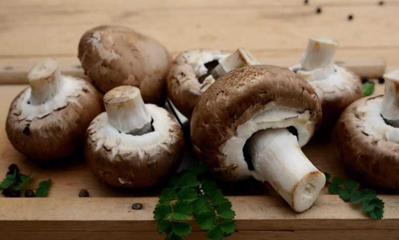 mushrooms, edible mushrooms, vegetarian, ingredient, edible