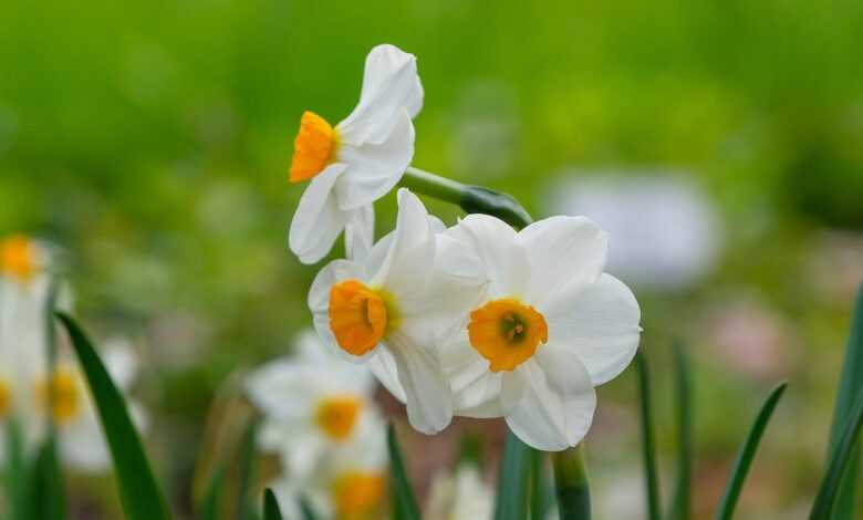 daffodils, beautiful flowers, flowers