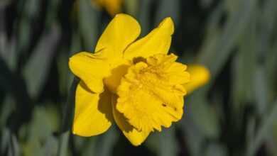 daffodil, yellow, flower