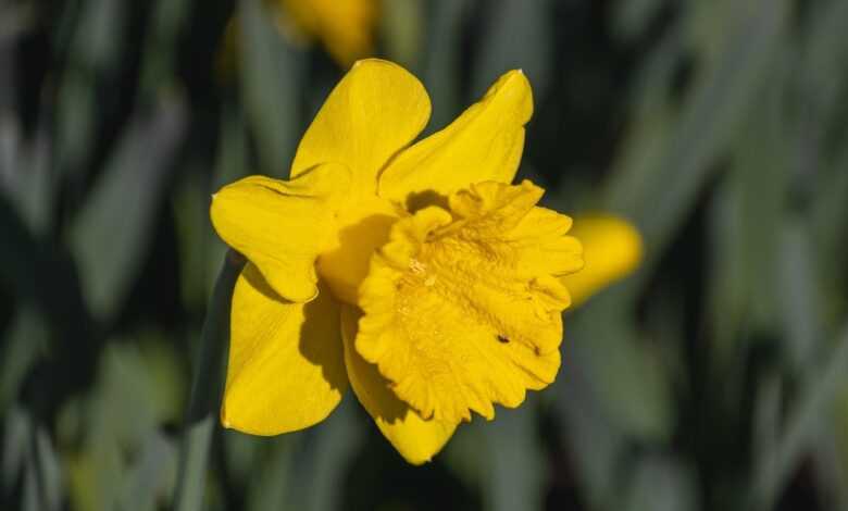 daffodil, yellow, flower