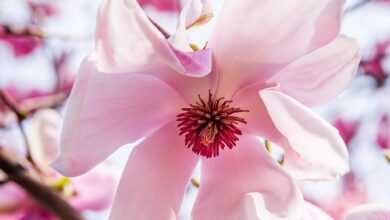 magnolia flower, flower background, blossom