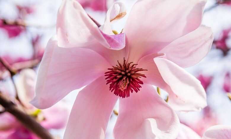 magnolia flower, flower background, blossom