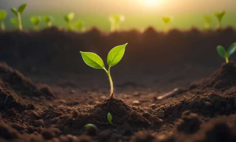 plant, sprout, growth, nature, earth, grow, success, soil, leaves, green, earthday, ai generated, sprout, soil, soil, soil, soil, soil