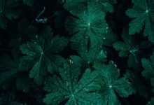 background, mobile wallpaper 4k, bigroot geranium, bright, ipad wallpaper, close up, dark, dark background, iphone wallpaper, dark green, mobile wallpaper, samsung wallpaper, beautiful wallpaper, dark green leaves, droplets, drops, flora, phone wallpaper, foliage, fresh, garden, green, green leaves, lock screen wallpaper, leaves, nature, pattern, rain drops, texture, wallpaper, abstract