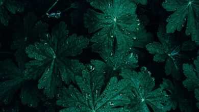 background, mobile wallpaper 4k, bigroot geranium, bright, ipad wallpaper, close up, dark, dark background, iphone wallpaper, dark green, mobile wallpaper, samsung wallpaper, beautiful wallpaper, dark green leaves, droplets, drops, flora, phone wallpaper, foliage, fresh, garden, green, green leaves, lock screen wallpaper, leaves, nature, pattern, rain drops, texture, wallpaper, abstract