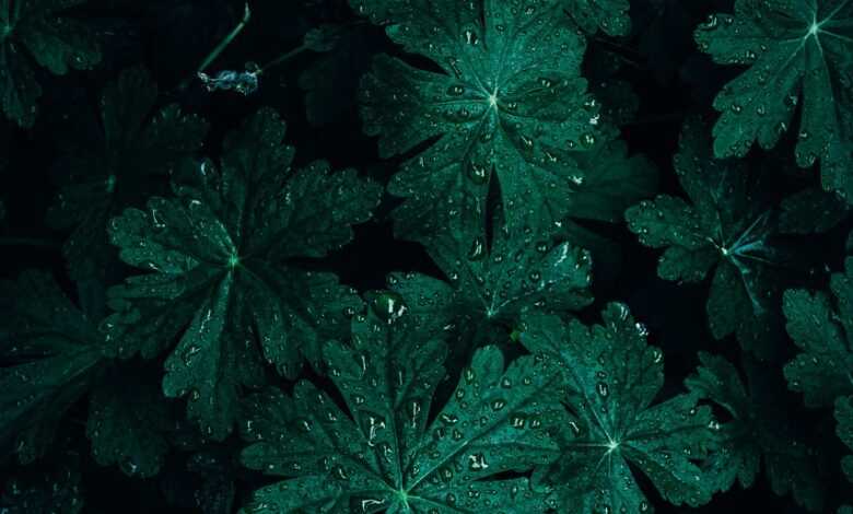 background, mobile wallpaper 4k, bigroot geranium, bright, ipad wallpaper, close up, dark, dark background, iphone wallpaper, dark green, mobile wallpaper, samsung wallpaper, beautiful wallpaper, dark green leaves, droplets, drops, flora, phone wallpaper, foliage, fresh, garden, green, green leaves, lock screen wallpaper, leaves, nature, pattern, rain drops, texture, wallpaper, abstract