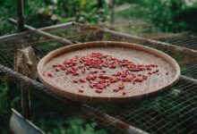 chilli, food, pepper, cooking, red, spicy, countryside, farm, field, village, harvest