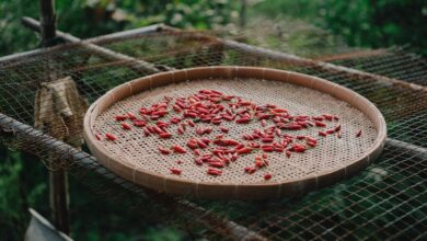 chilli, food, pepper, cooking, red, spicy, countryside, farm, field, village, harvest