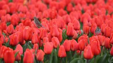 skagit valley tulip festival, tulips, flowerphotography