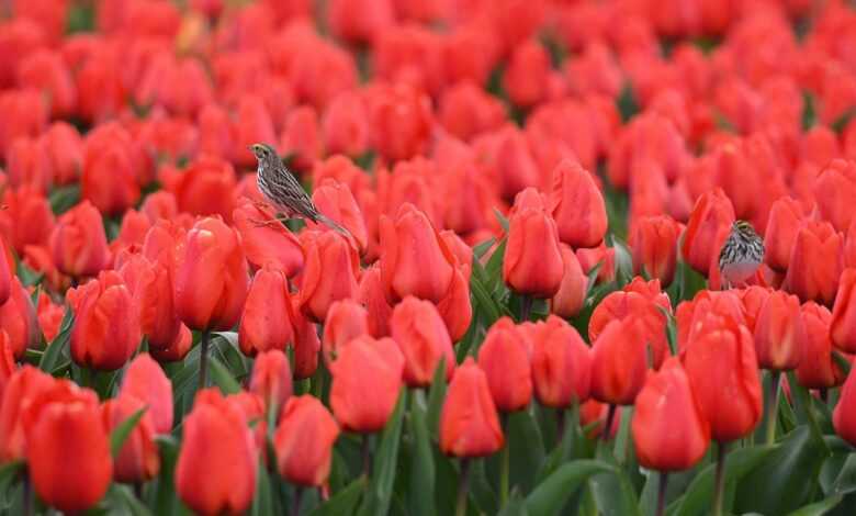 skagit valley tulip festival, tulips, flowerphotography