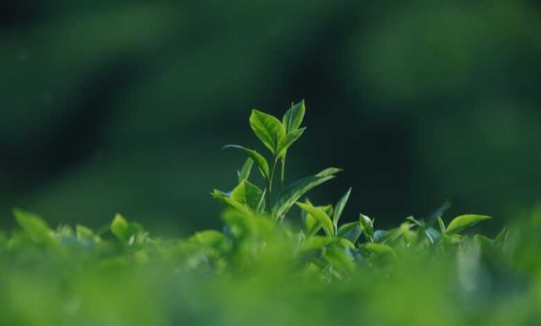 vietnam, tea, leaves