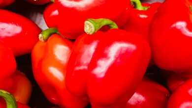 Bundles of Red Bell Peppers