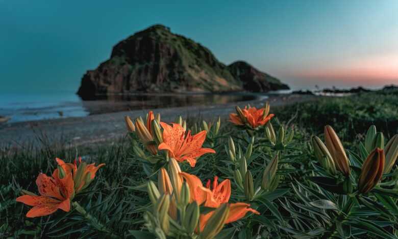 flowers, coast, plant, lily, lilium maculatum, beautiful flowers, flower background, landscape, nature, sado island, flower wallpaper, endemic plant in japan, japan sea