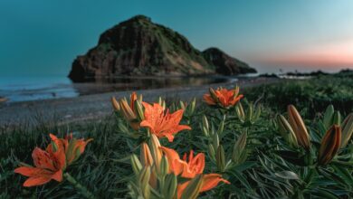 flowers, nature, coast, plant, beautiful flowers, lily, lilium maculatum, landscape, flower background, sado island, flower wallpaper, endemic plant in japan, japan sea