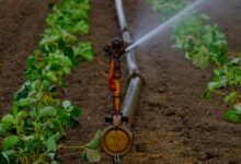 water sprinkler, water jet, artificially, agriculture, irrigation, landscape, dryness, water, bust, field, fields, summer, dry, sprinkler, tube, nature, water supply, artificial irrigation