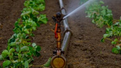 water sprinkler, water jet, artificially, agriculture, irrigation, landscape, dryness, water, bust, field, fields, summer, dry, sprinkler, tube, nature, water supply, artificial irrigation