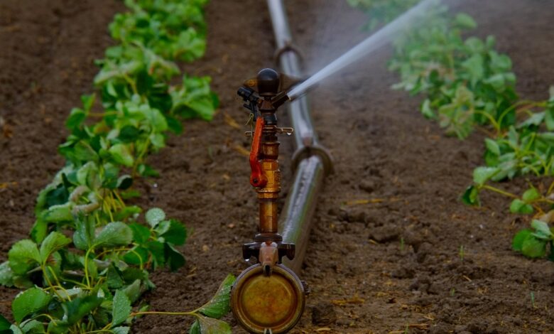 water sprinkler, water jet, artificially, agriculture, irrigation, landscape, dryness, water, bust, field, fields, summer, dry, sprinkler, tube, nature, water supply, artificial irrigation