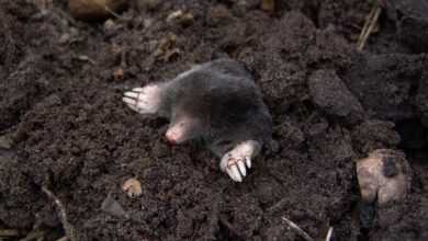 Black Mole in Black Soil