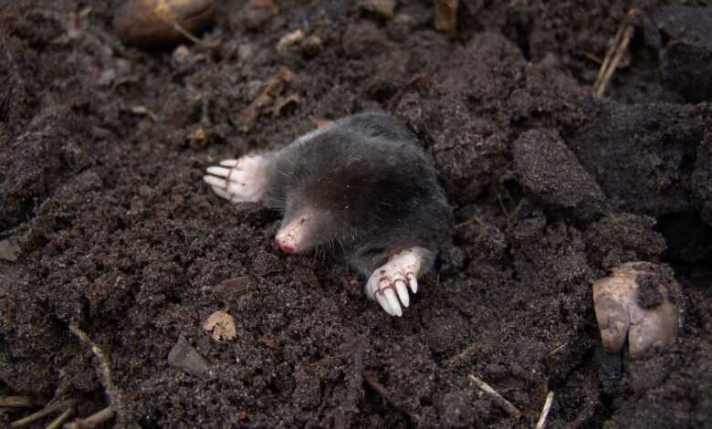 Black Mole in Black Soil