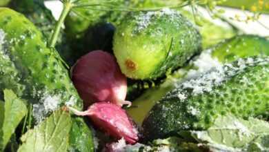 cucumbers, salt, garlic