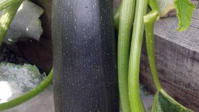 marrow, garden, vegetable