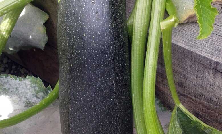 marrow, garden, vegetable