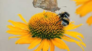 butterfly, flower, pollination, insect, yellow flower, flora, nature, garden, bee, close up, zbliżenie, natura, owad, makro, roślin, motyl, ogród, rośliny, tapeta, tapeta na telefon, tło