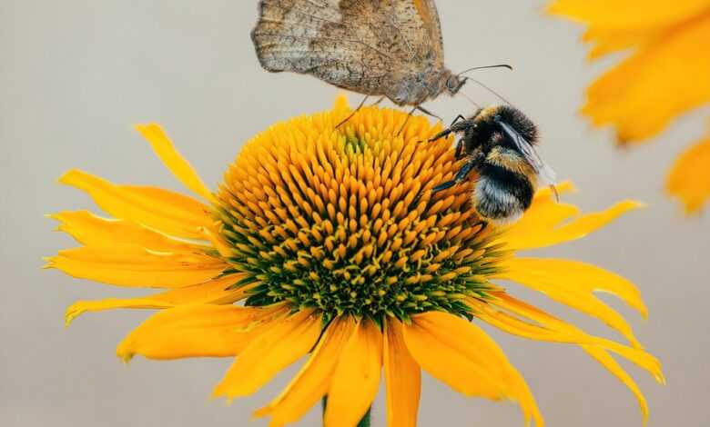 butterfly, flower, pollination, insect, yellow flower, flora, nature, garden, bee, close up, zbliżenie, natura, owad, makro, roślin, motyl, ogród, rośliny, tapeta, tapeta na telefon, tło