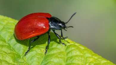 poplar leaf beetle, beetle, insect, chrysomela populi, bug, agricultural pest, biodiversity, ecology, integrated pest management, invertebrate, natural pest control, pest control, pest management, plant-eating insect, poplar tree pest, wildlife observation