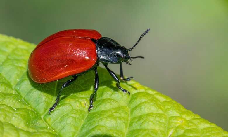 poplar leaf beetle, beetle, insect, chrysomela populi, bug, agricultural pest, biodiversity, ecology, integrated pest management, invertebrate, natural pest control, pest control, pest management, plant-eating insect, poplar tree pest, wildlife observation