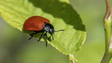 poplar leaf beetle, beetle, insect