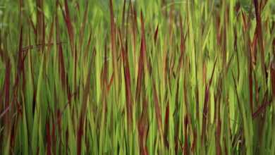 ornamental grass, grass, silver hair grass