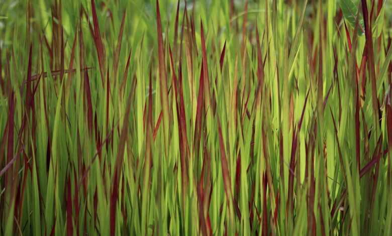 ornamental grass, grass, silver hair grass