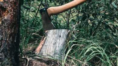 brown wooden stick on brown tree trunk