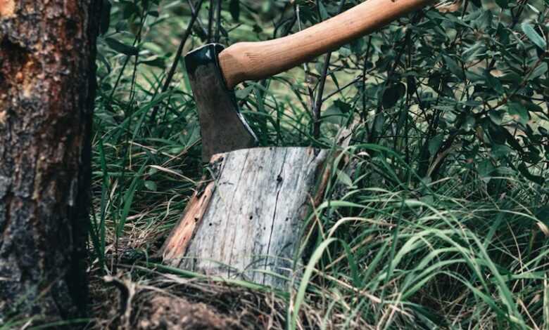 brown wooden stick on brown tree trunk