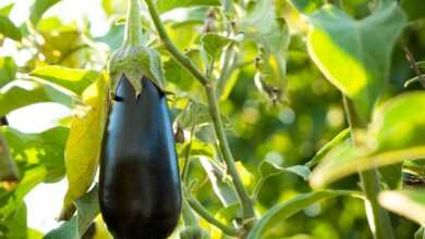 black fruit on green leaves during daytime