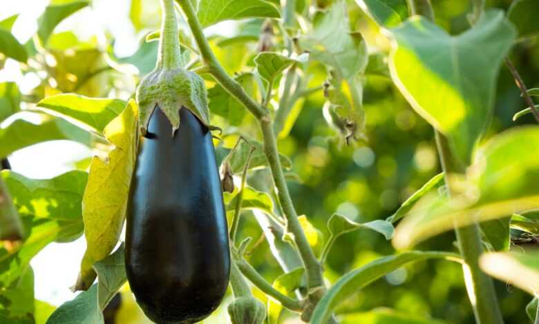 black fruit on green leaves during daytime