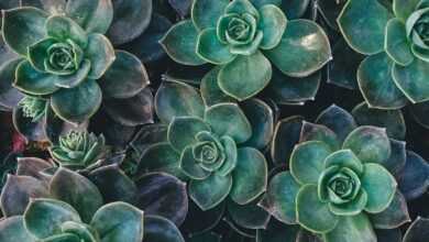 top view of green succulent plants