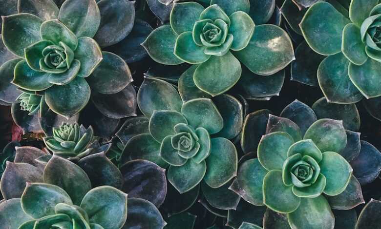 top view of green succulent plants