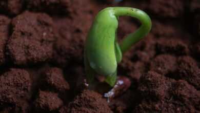 green bell pepper on brown soil